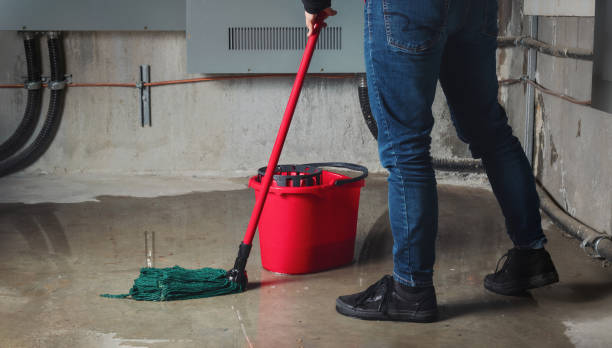 Best Mold removal after water damage  in Circle Pines, MN